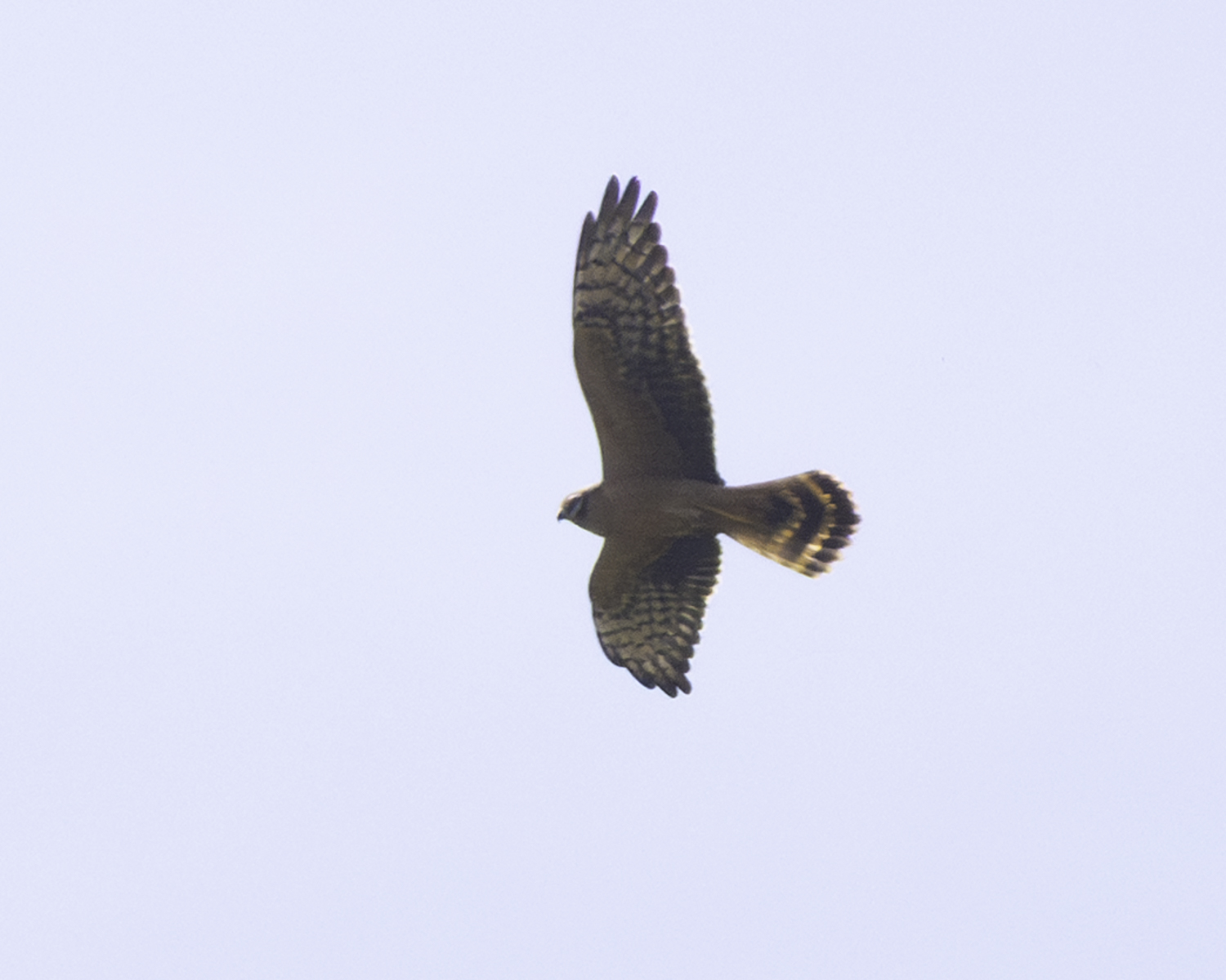 Montagu's Harrier