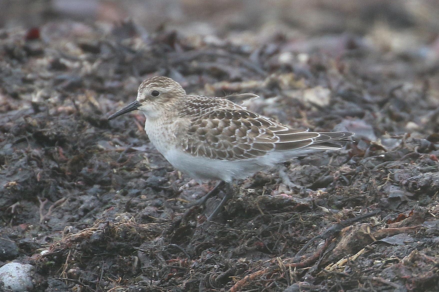 Baird's Sandpiper