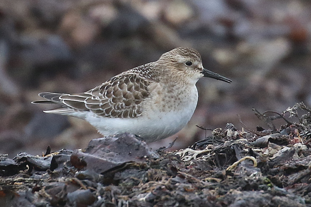 Baird's Sandpiper