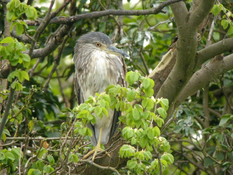 Night Heron
