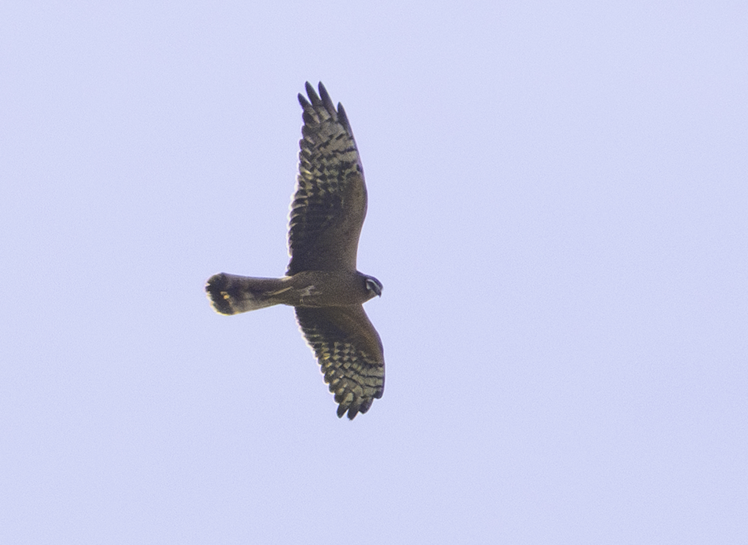 Montagu's Harrier