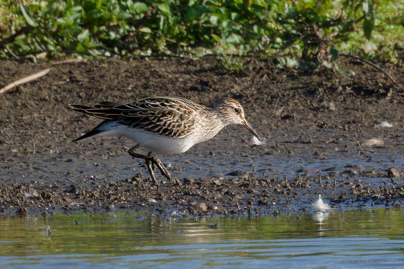 Pectoral Sandpiper