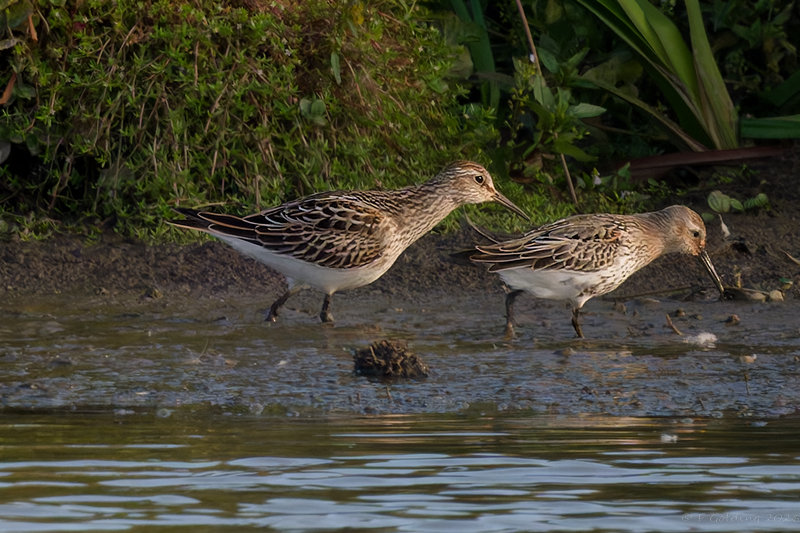 Pectoral Sandpiper