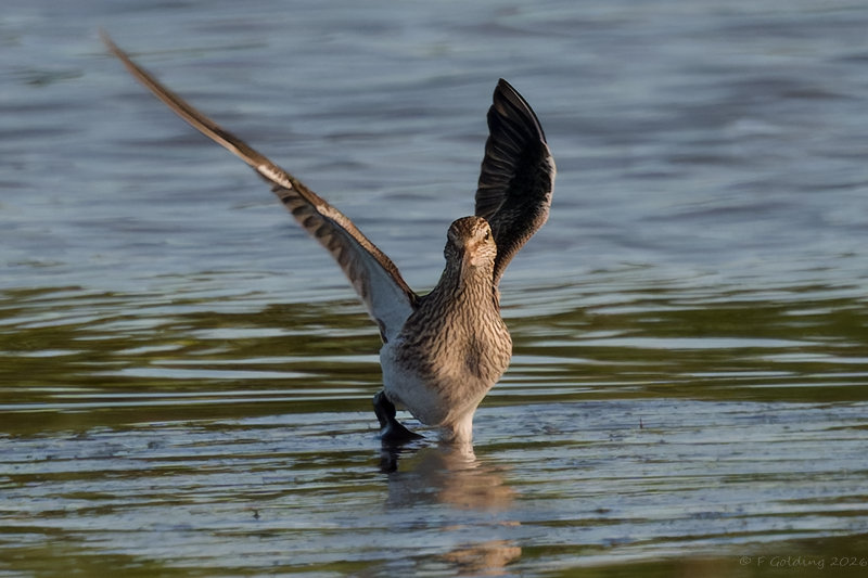 Pectoral Sandpiper