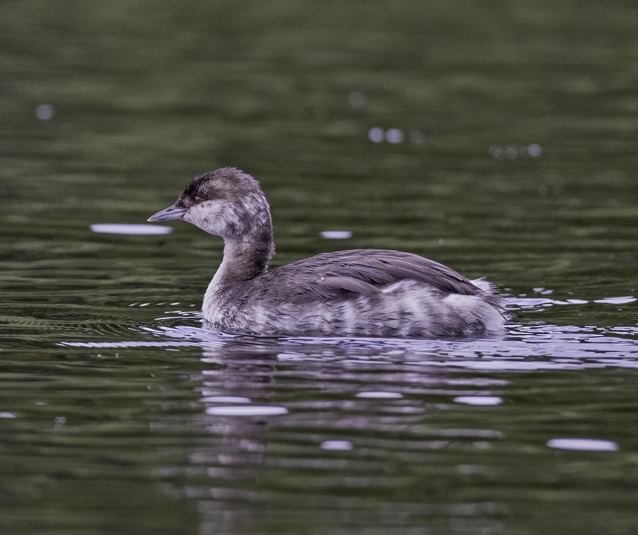 Slavonian Grebe