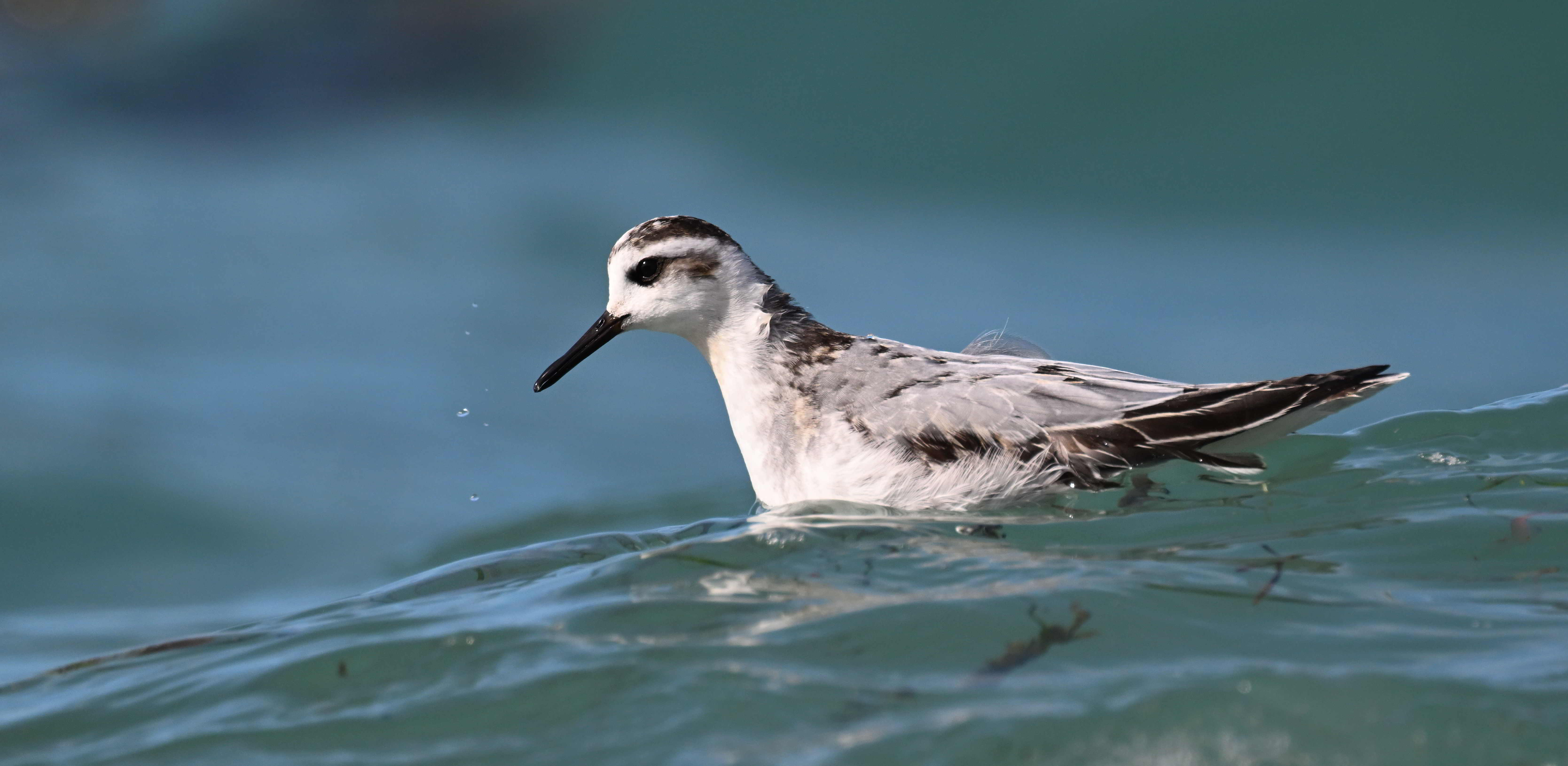 Grey Phalarope