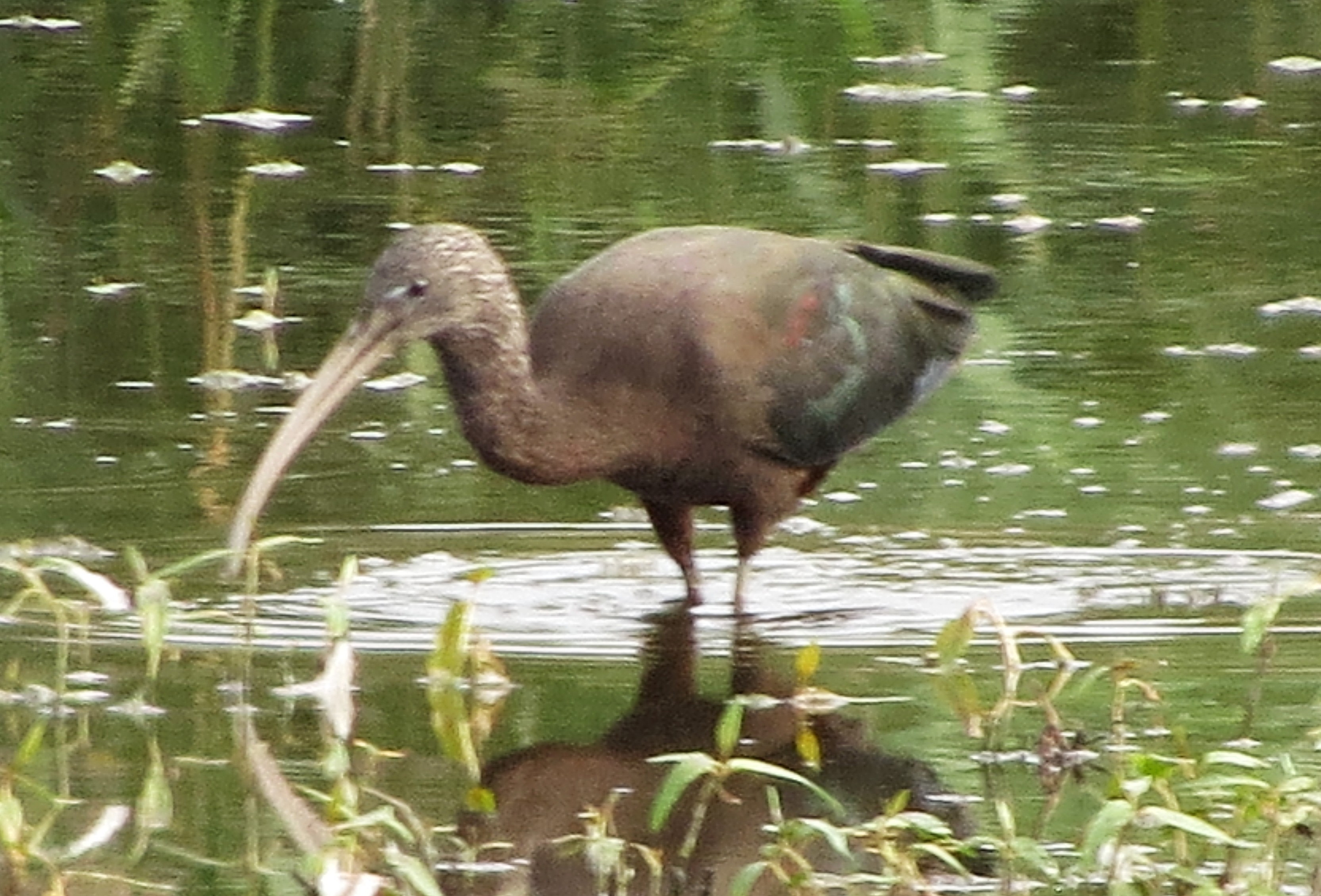 Glossy Ibis