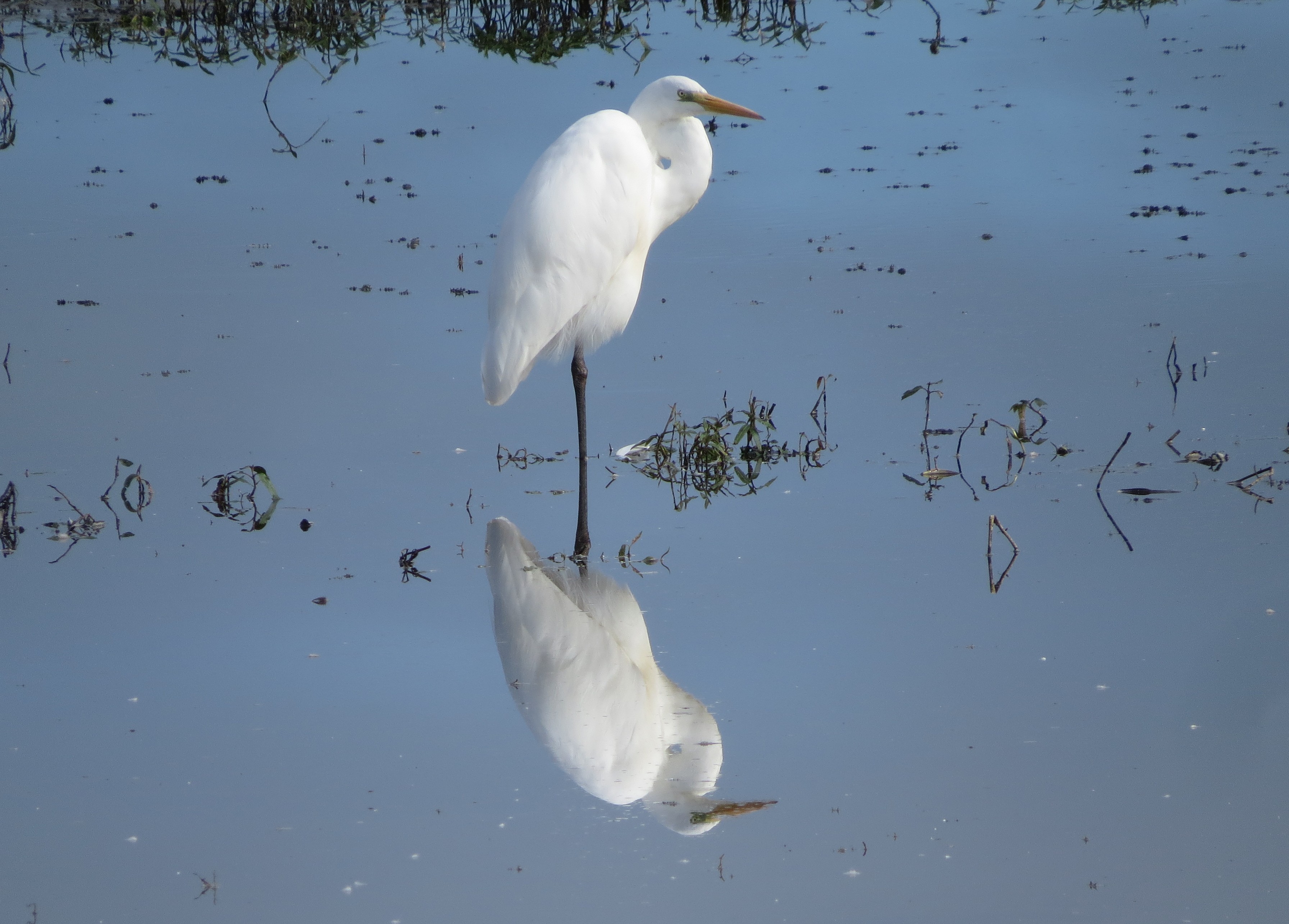 Great White Egret