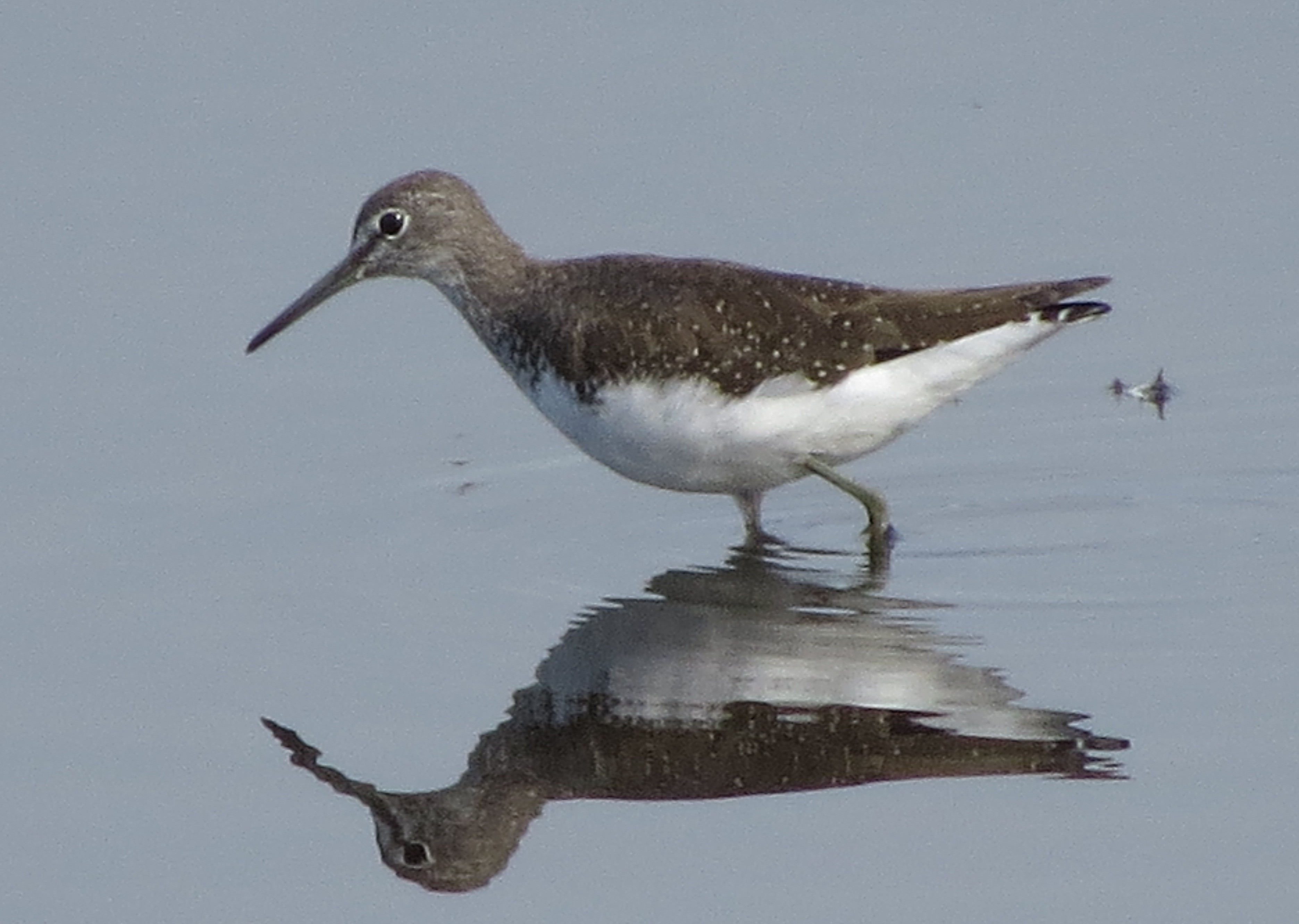 Green Sandpiper