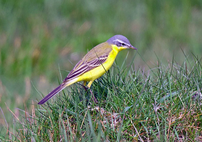 Blue-headed Wagtail