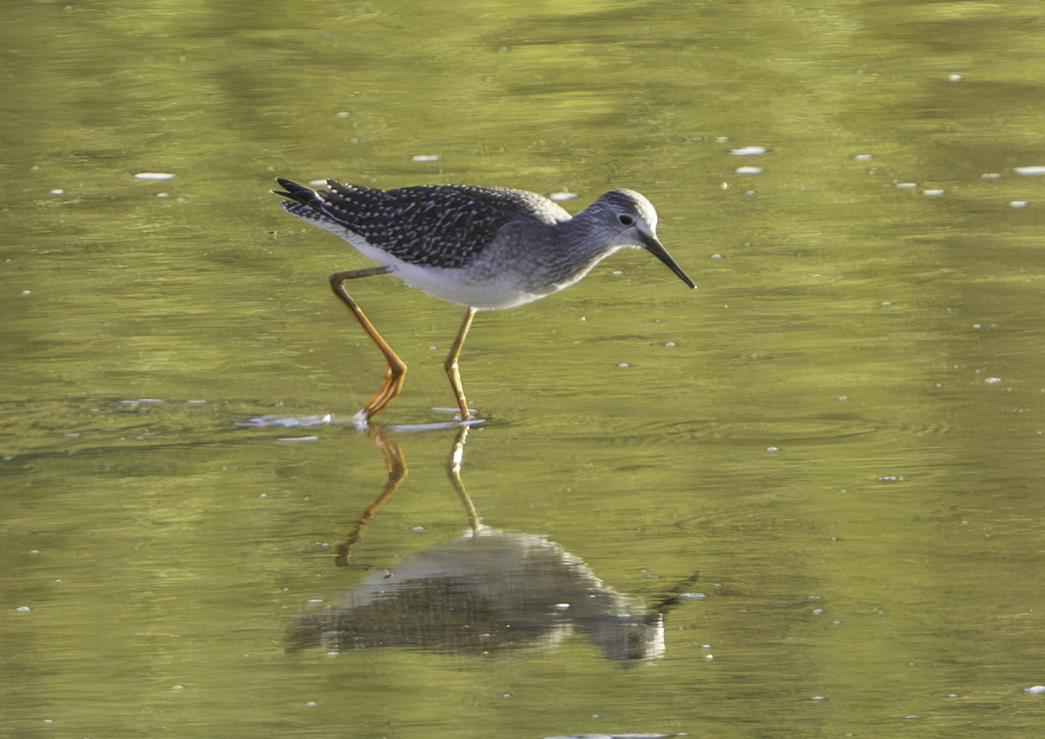 Lesser Yellowlegs