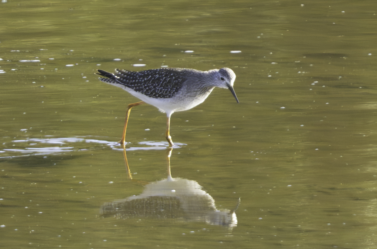 Lesser Yellowlegs