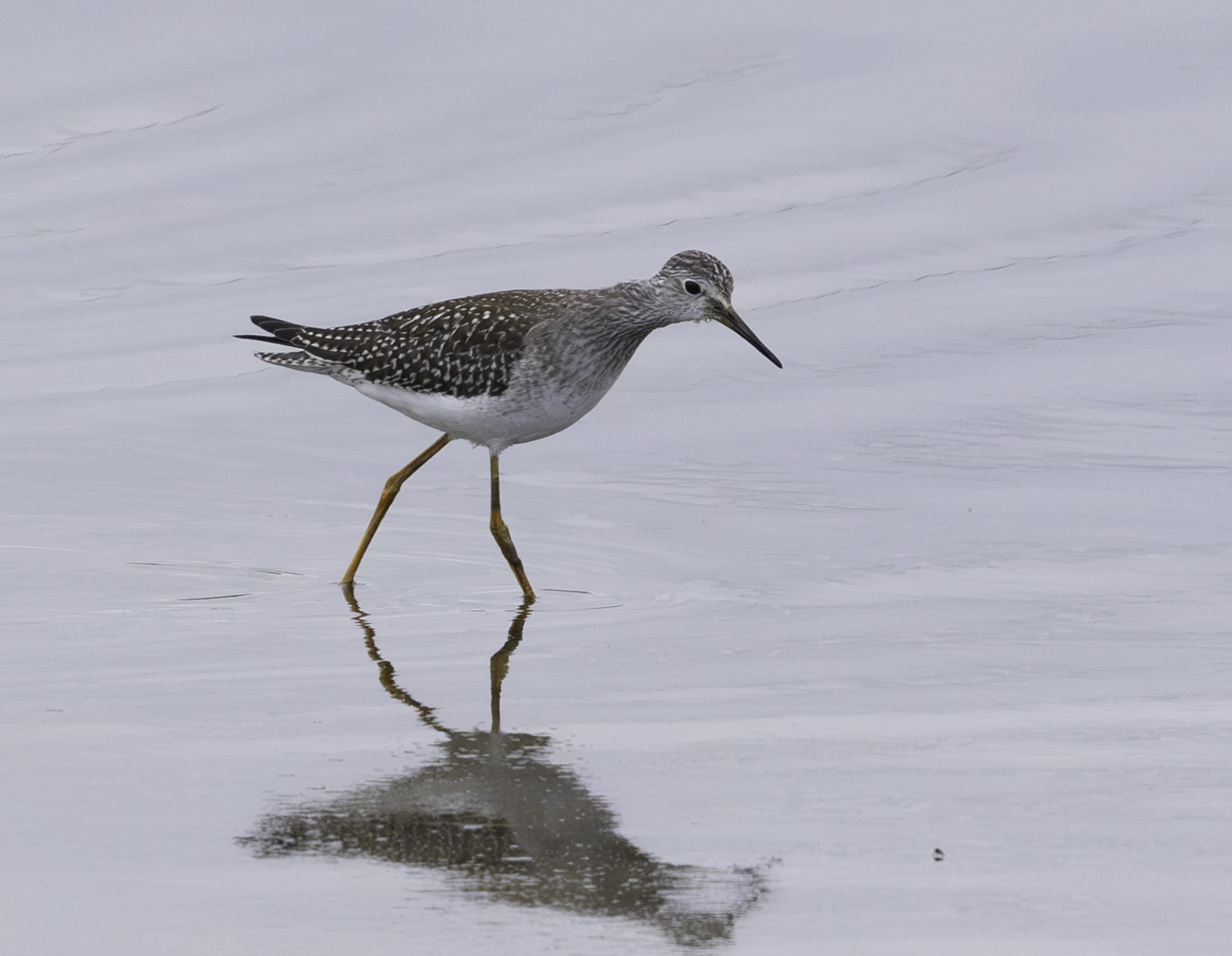 Lesser Yellowlegs