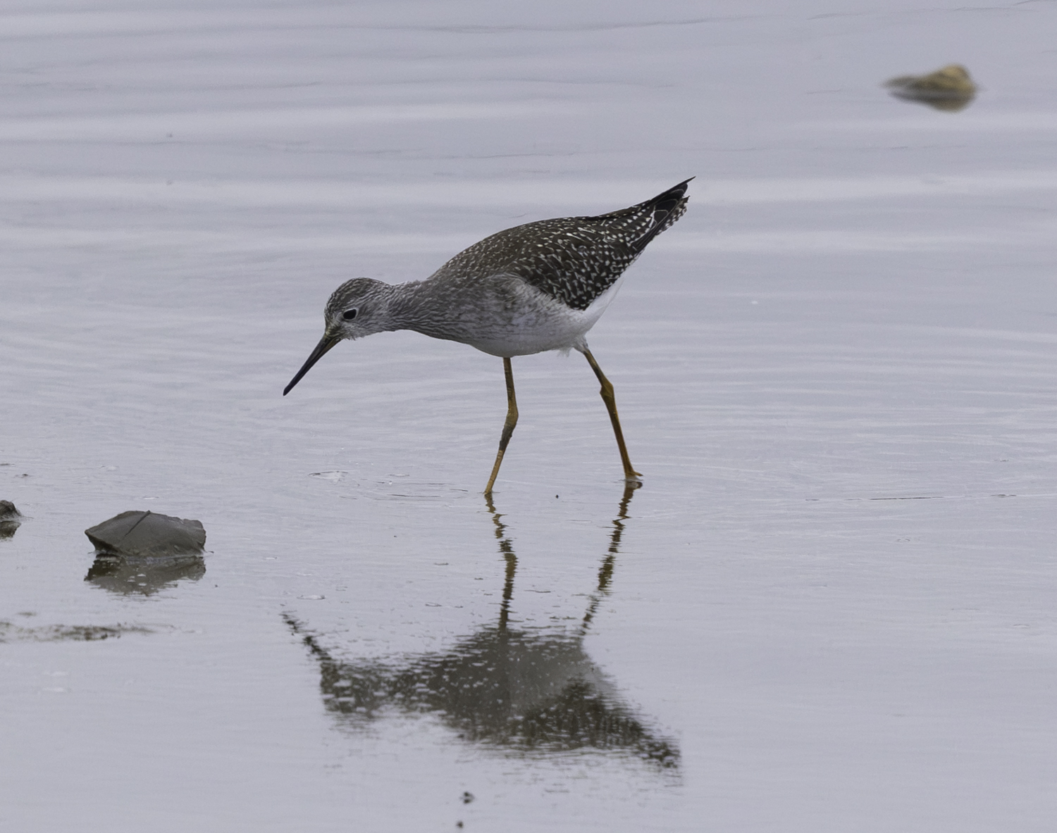 Lesser Yellowlegs