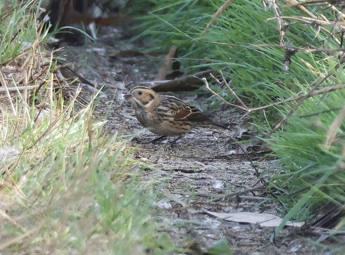 Lapland Bunting