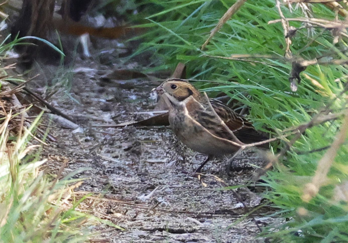Lapland Bunting