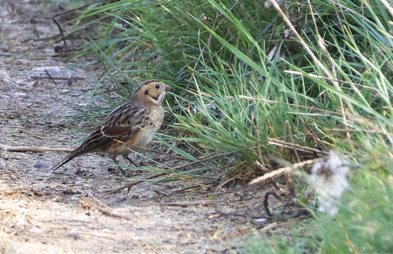 Lapland Bunting