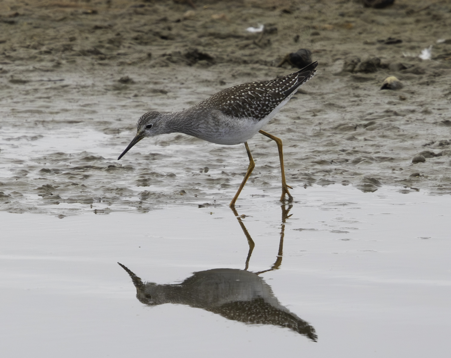 Lesser Yellowlegs