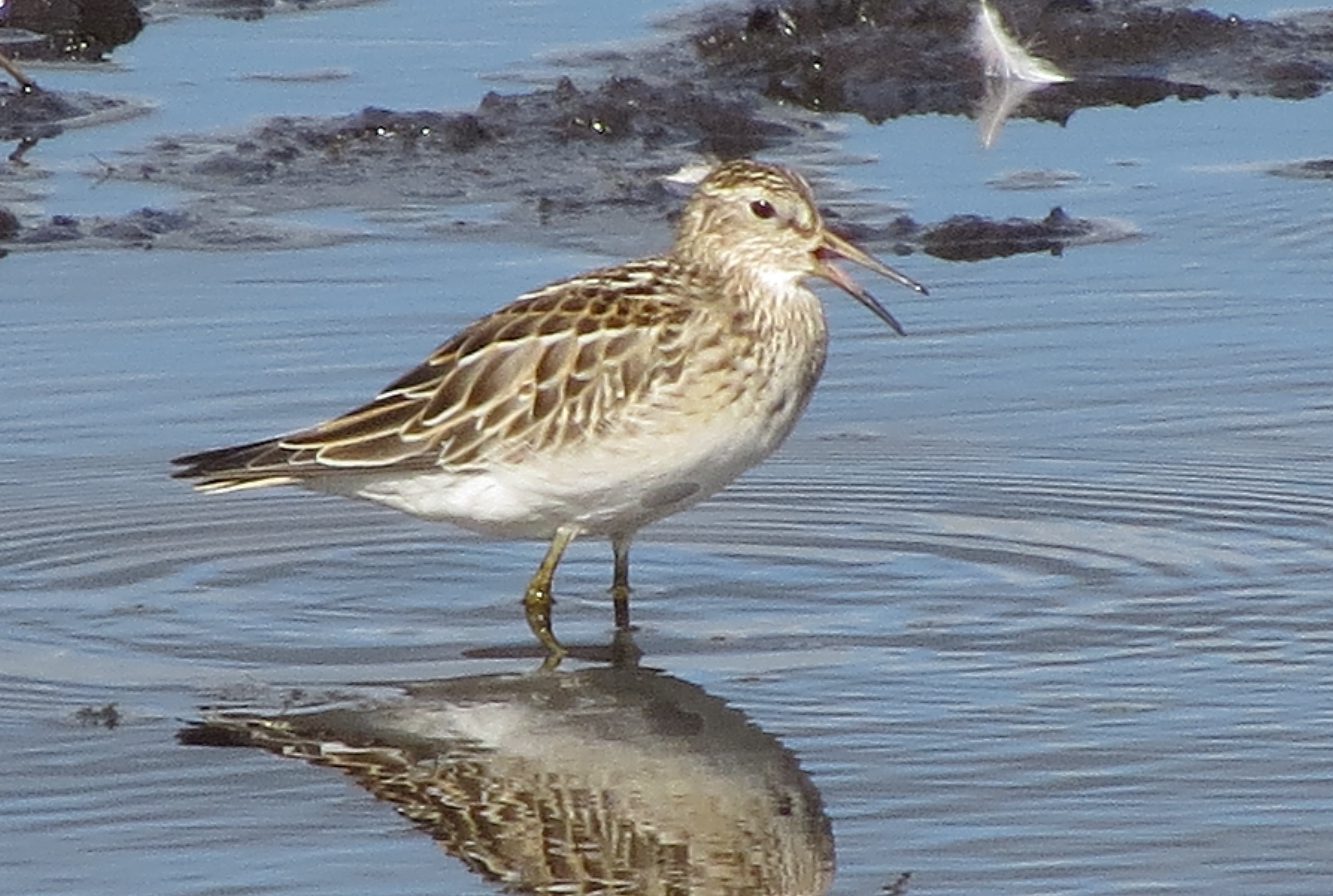 Pectoral Sandpiper