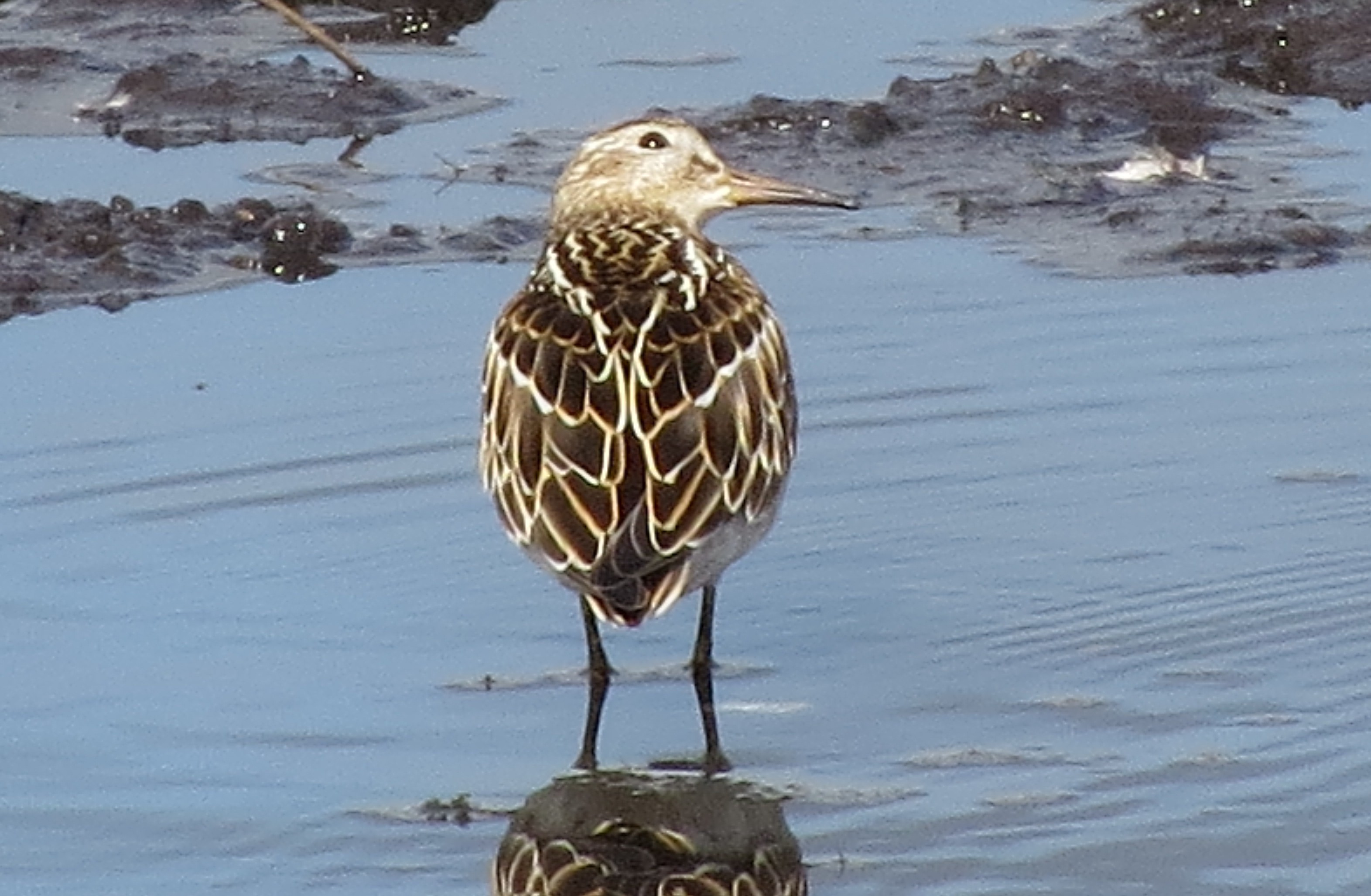 Pectoral Sandpiper