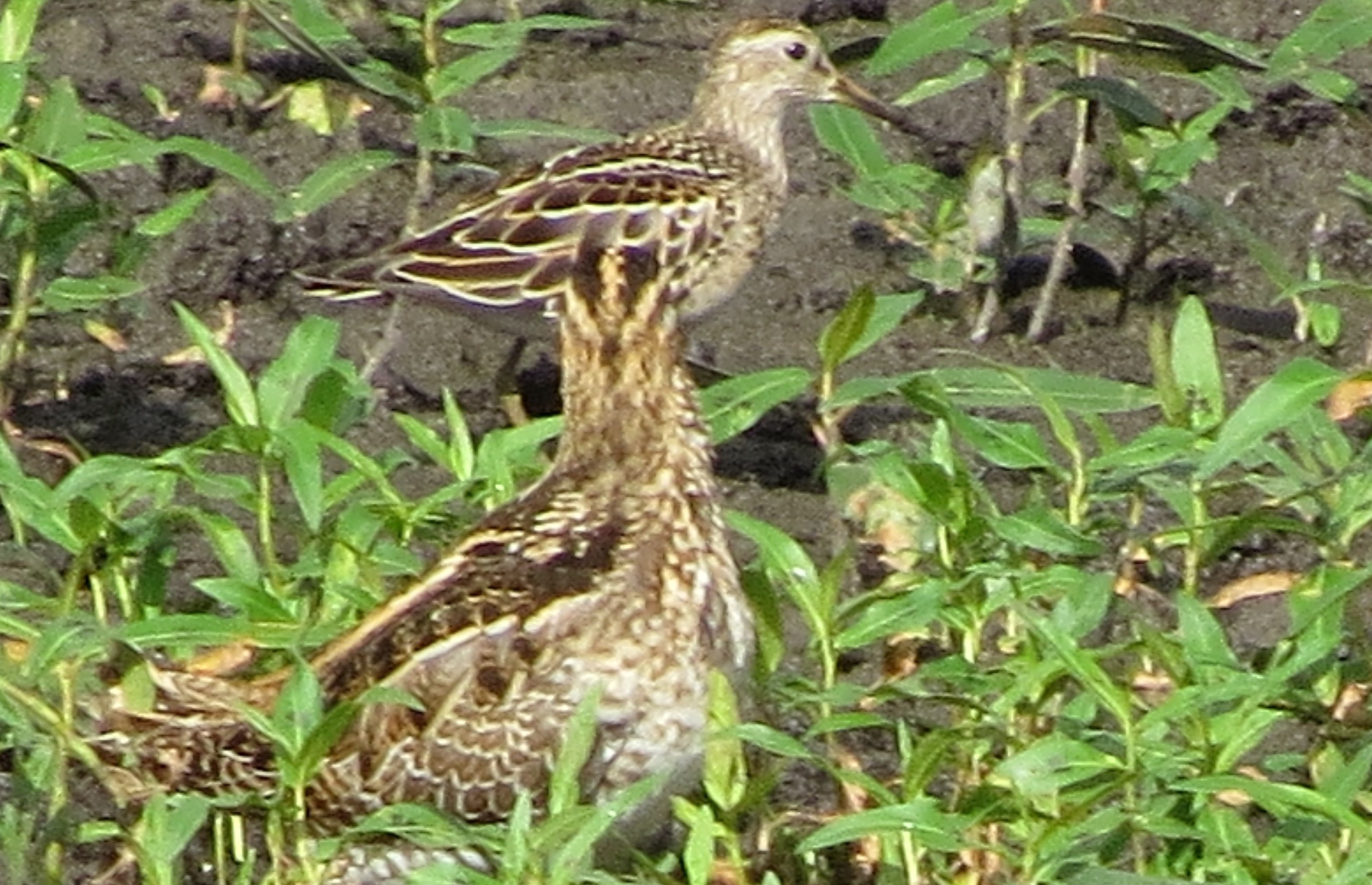 Pectoral Sandpiper