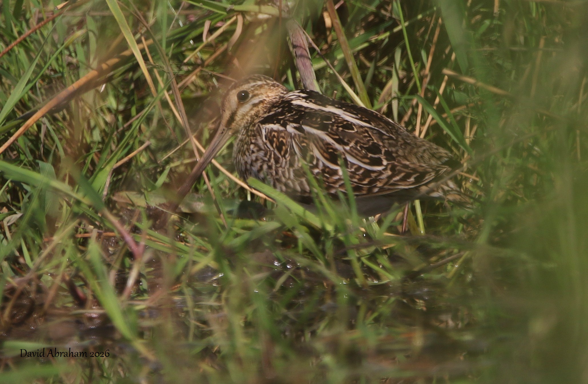 Common Snipe 
