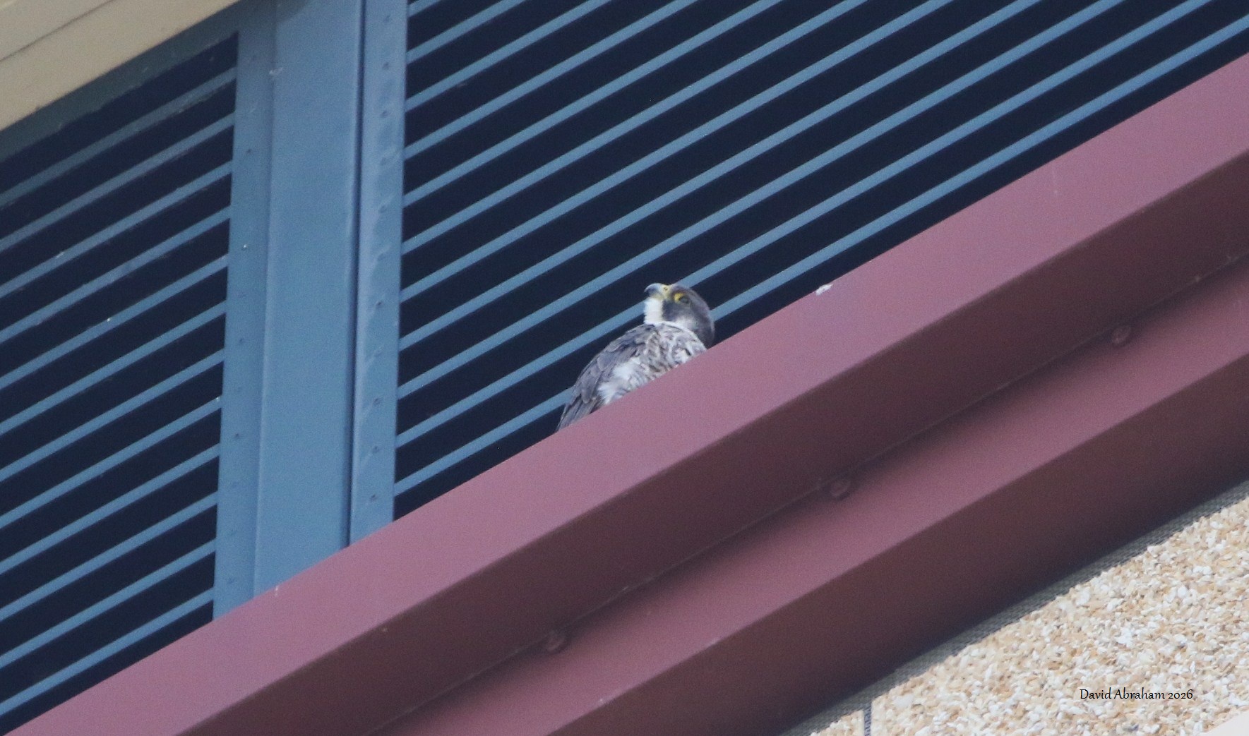 Peregrine 