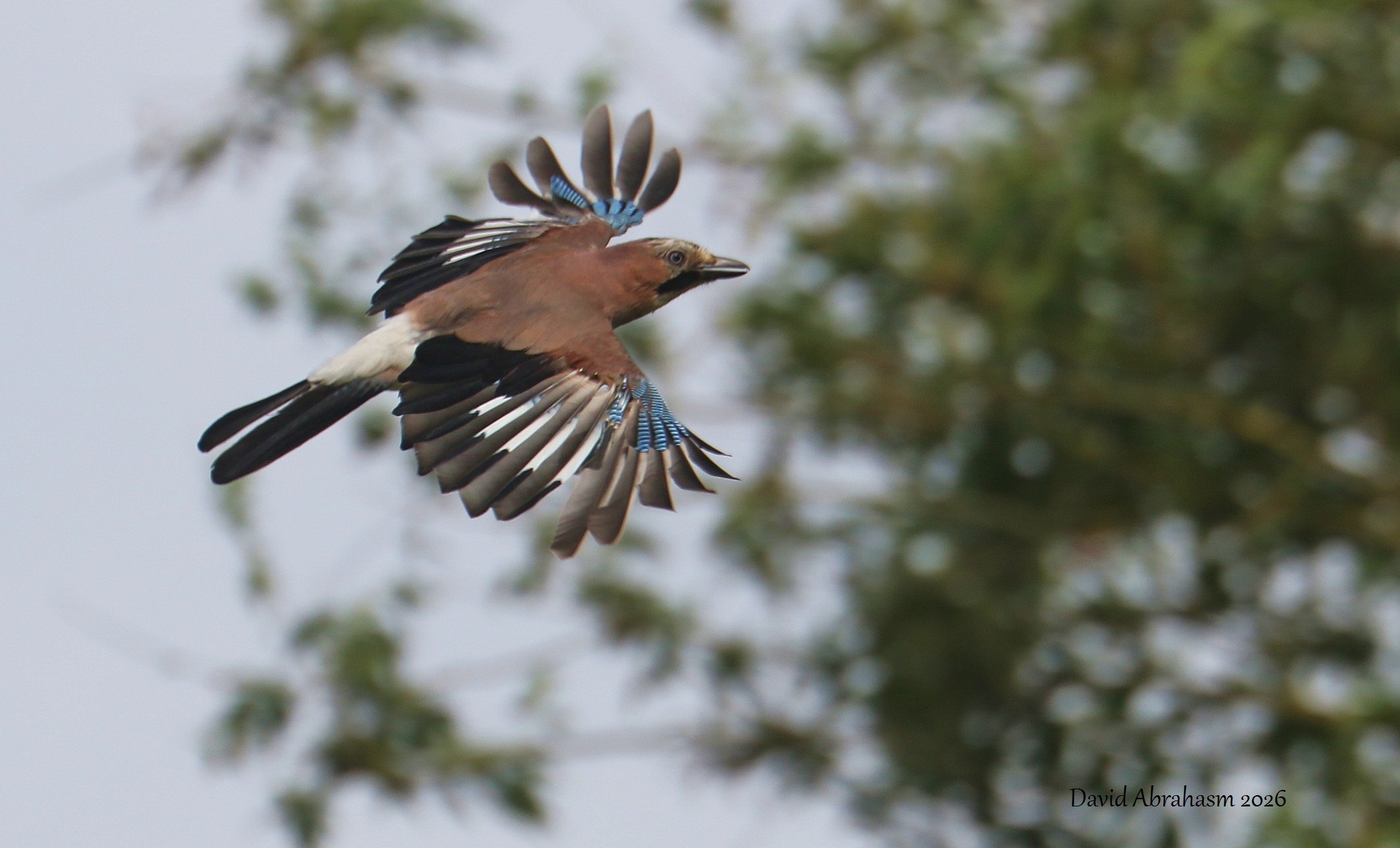 Jay
