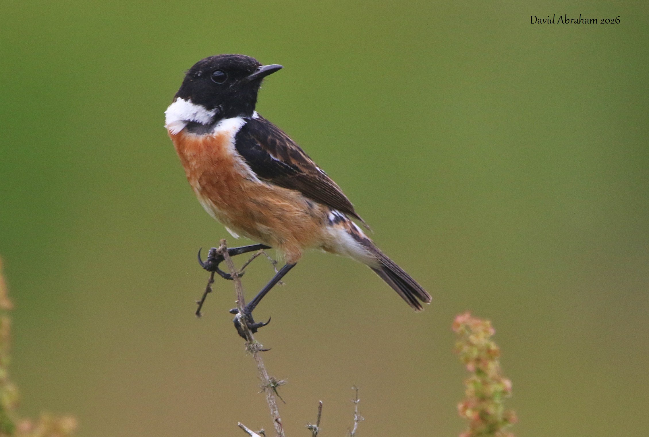 Stonechat 