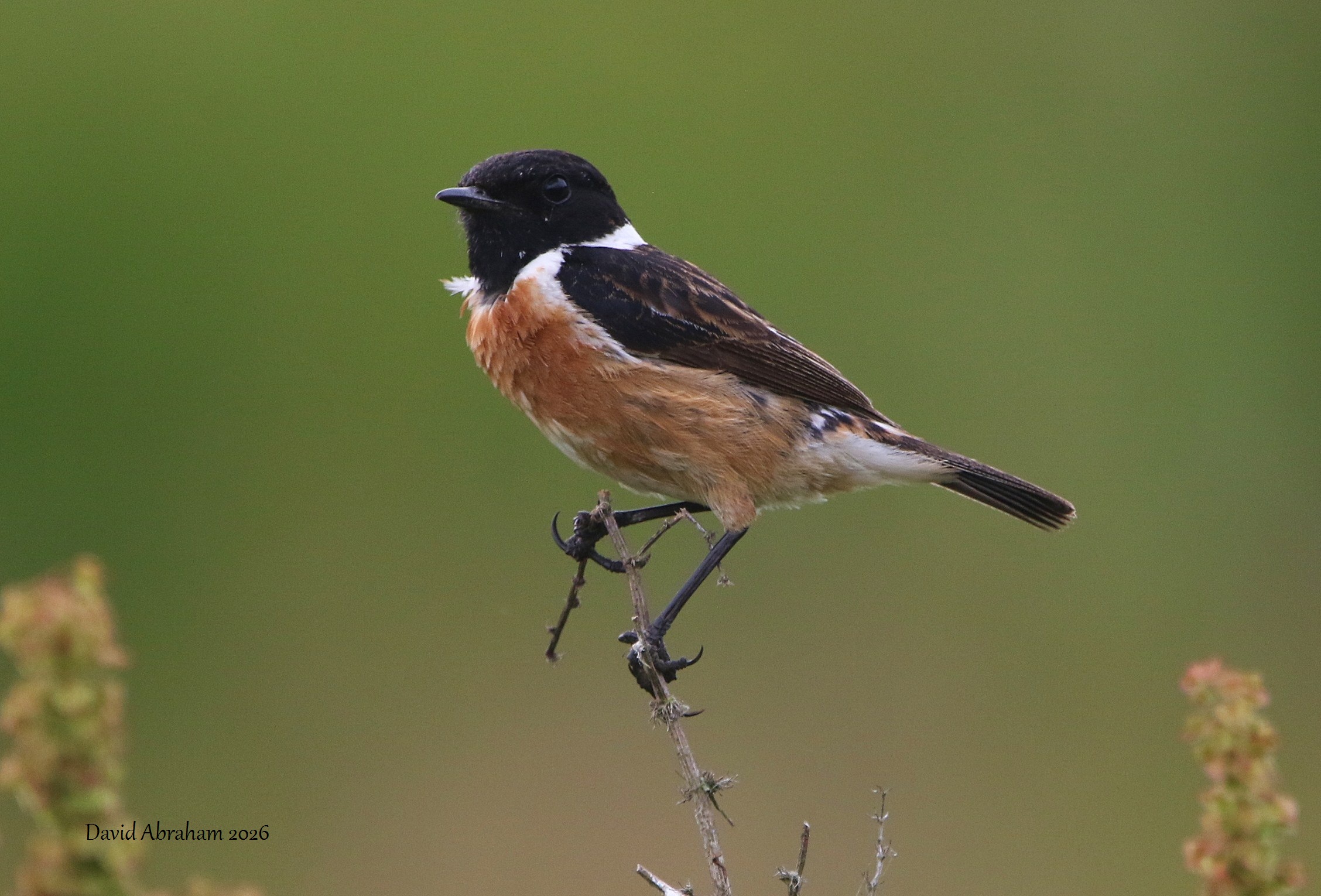 Stonechat 