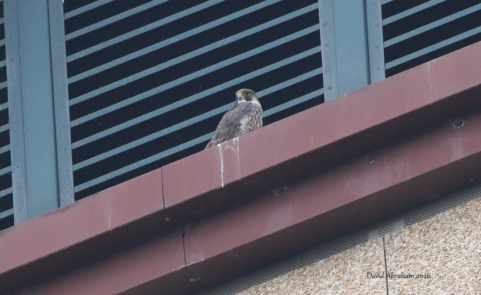Peregrine 