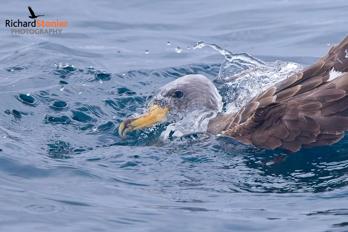 Cory's Shearwater