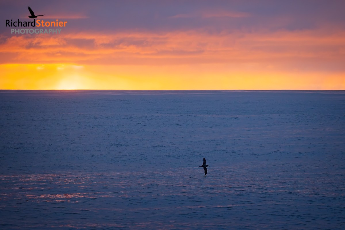 Cory's Shearwater