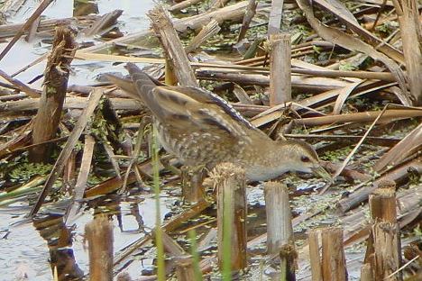 Little Crake