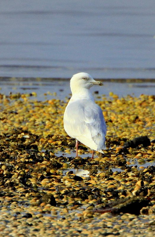 Iceland Gull