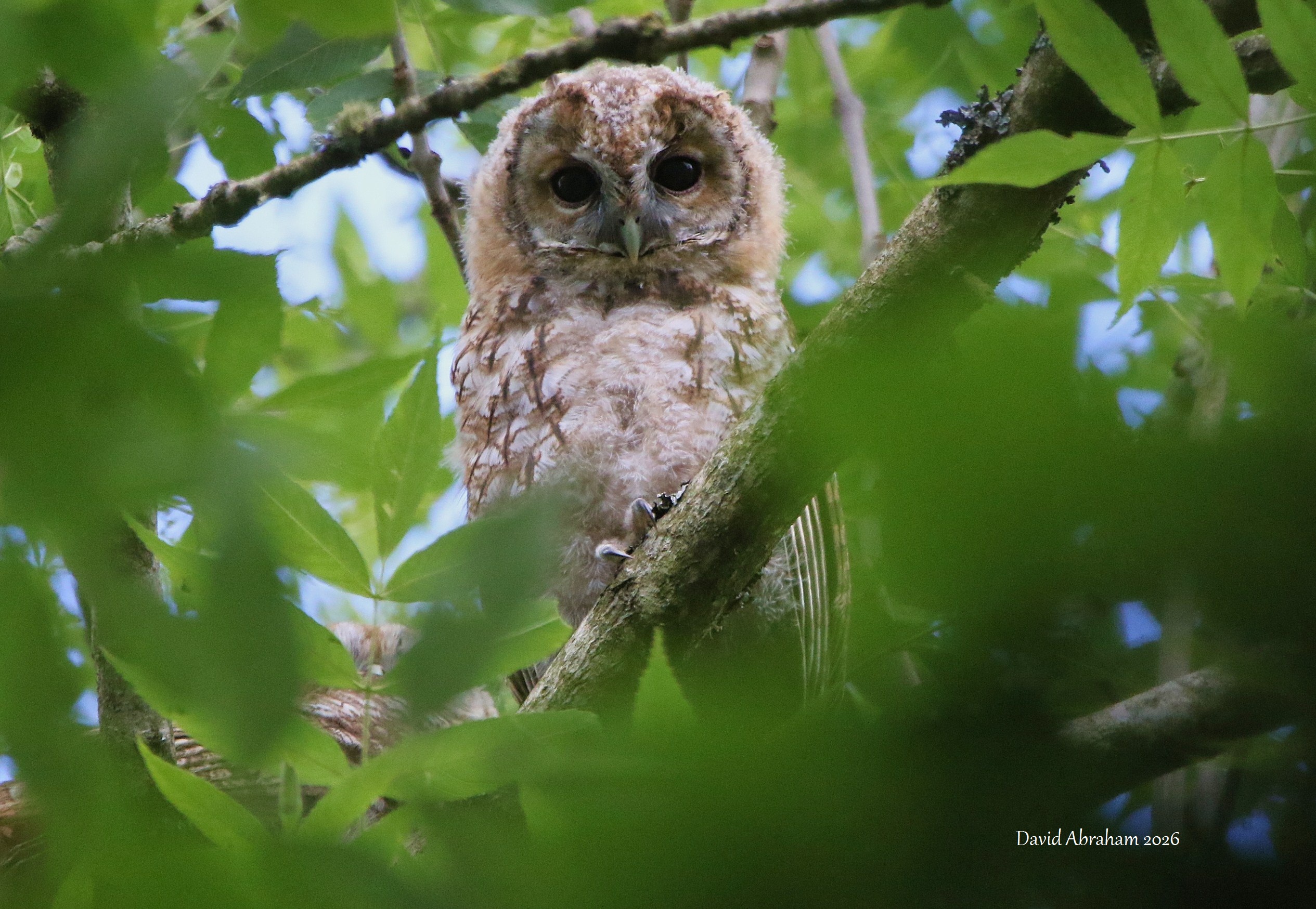 Tawny Owl 