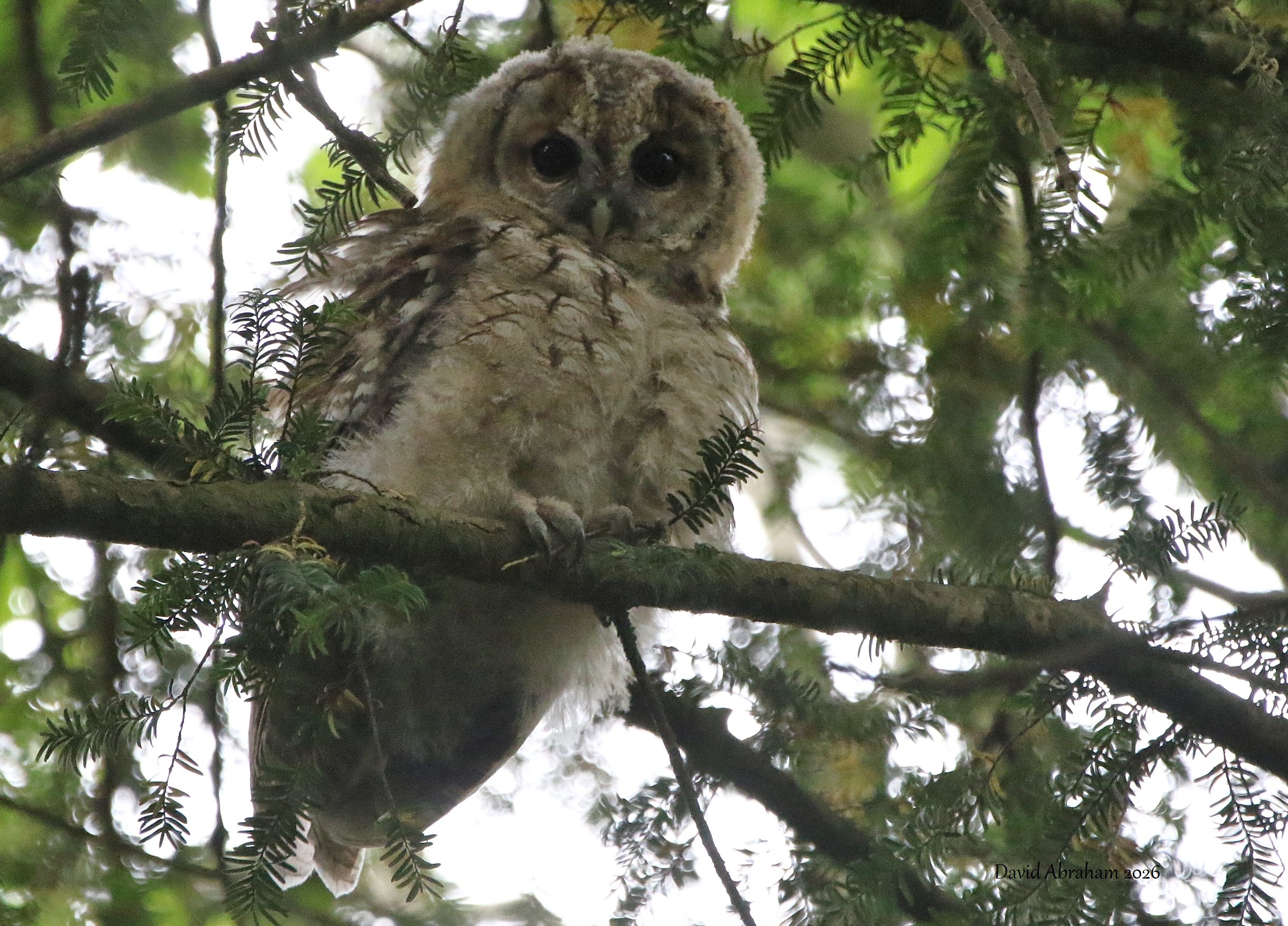 Tawny Owl 