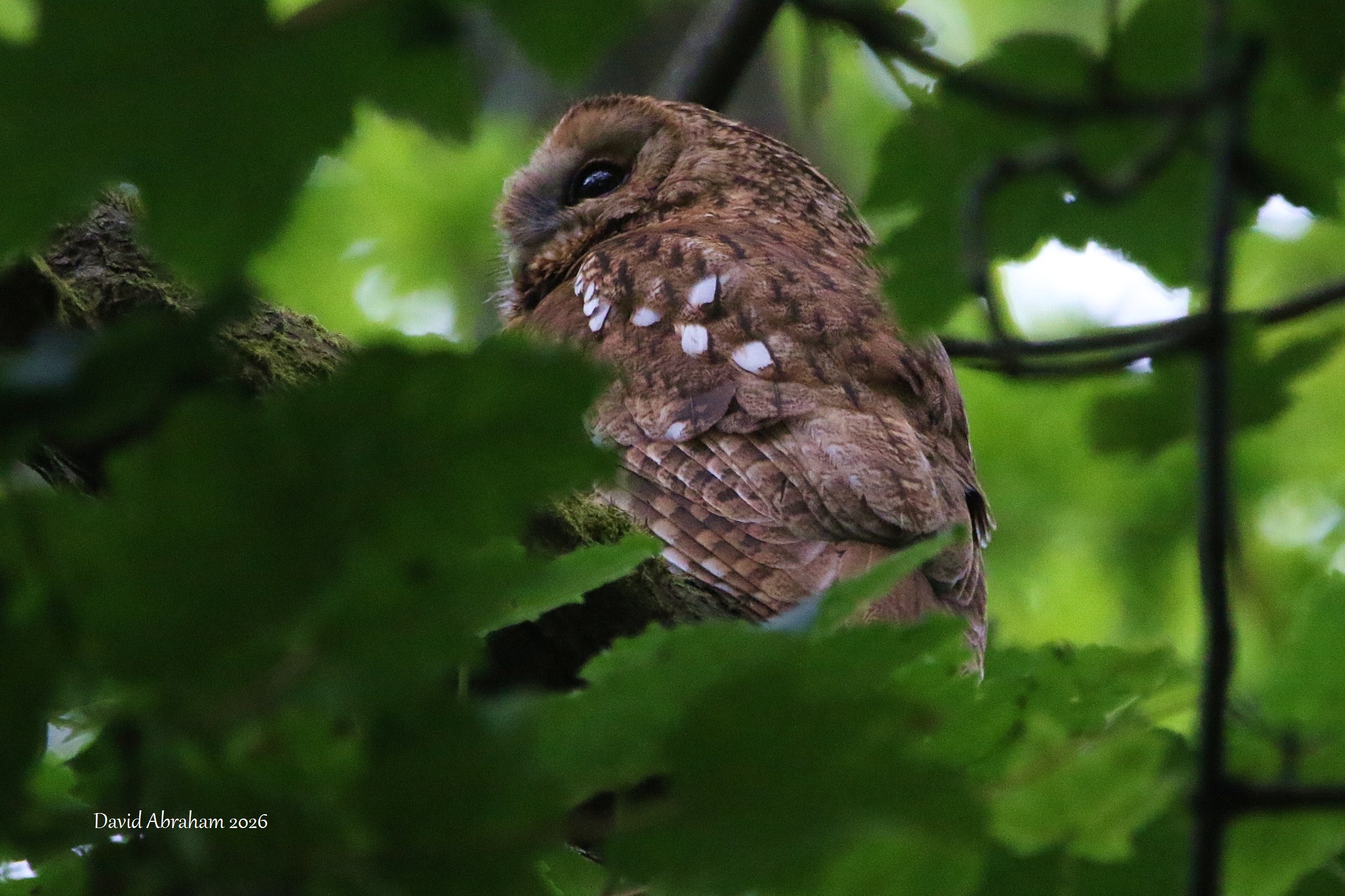 Tawny Owl