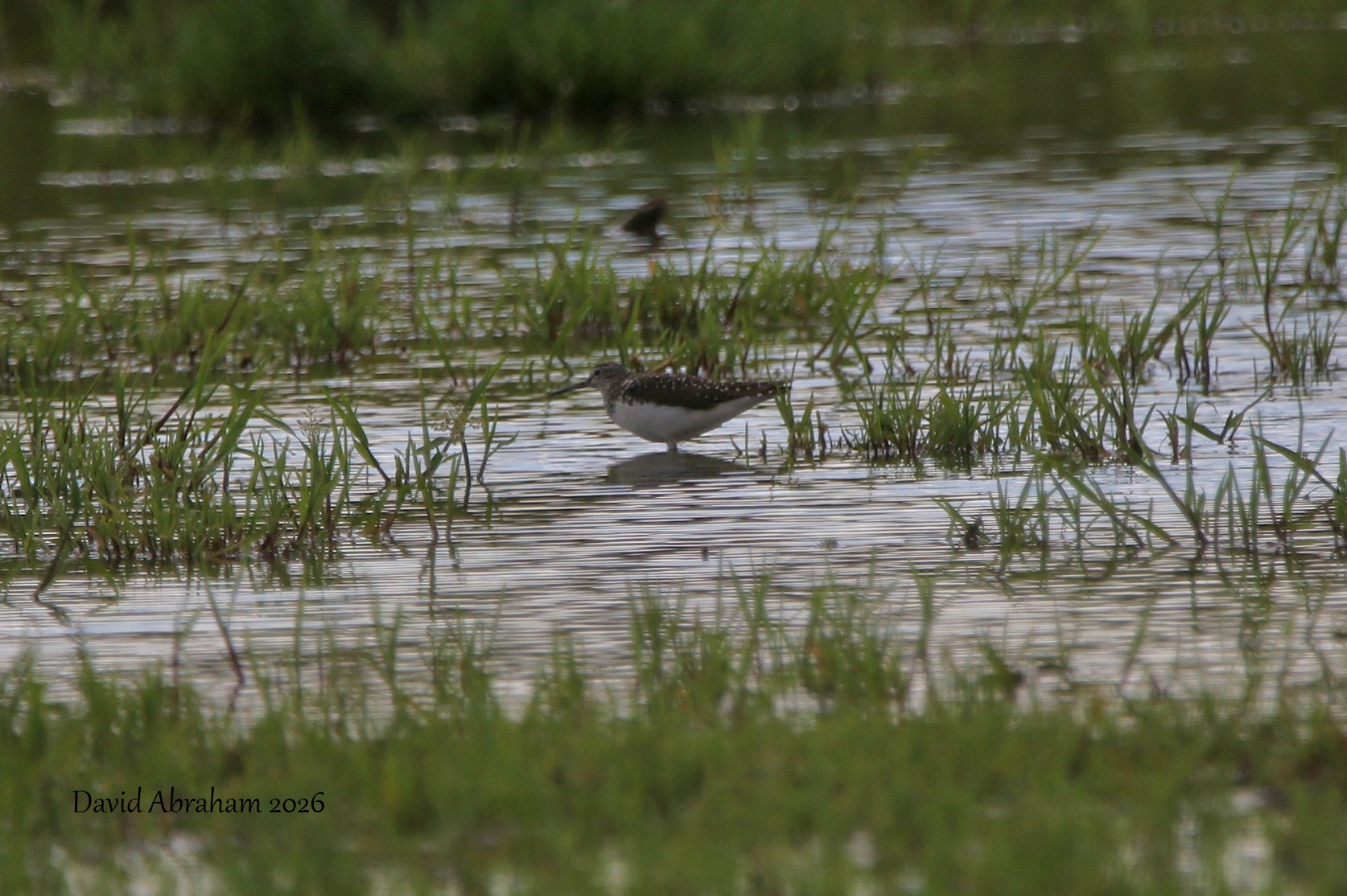 Green Sandpiper 