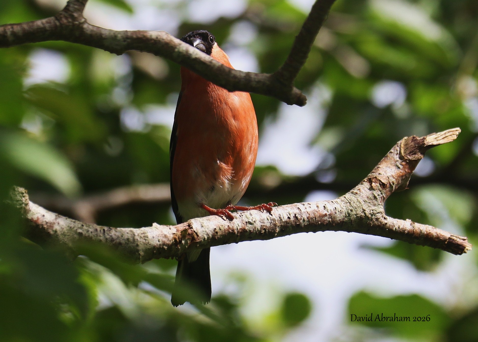 Bullfinch 