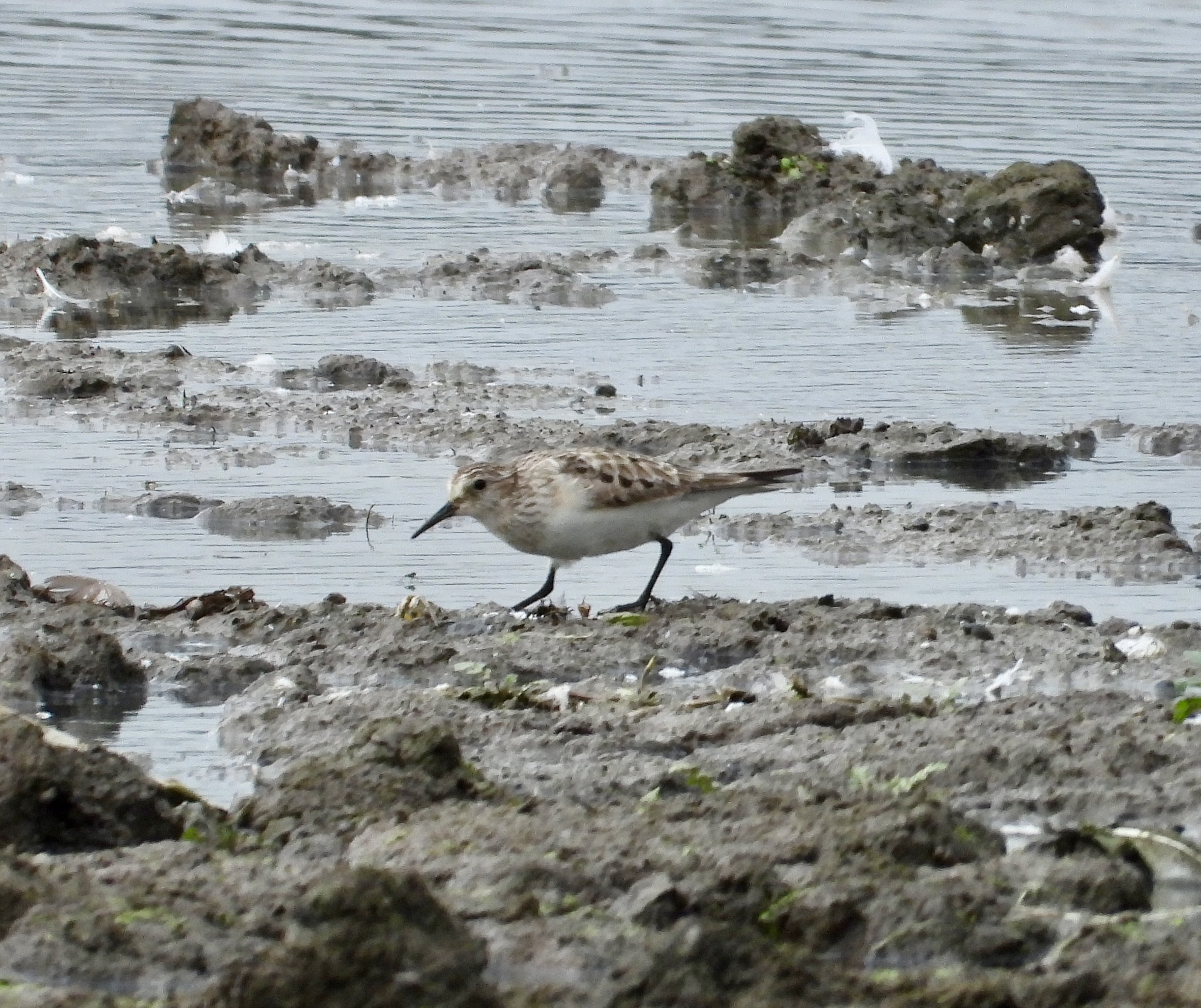 Baird's Sandpiper