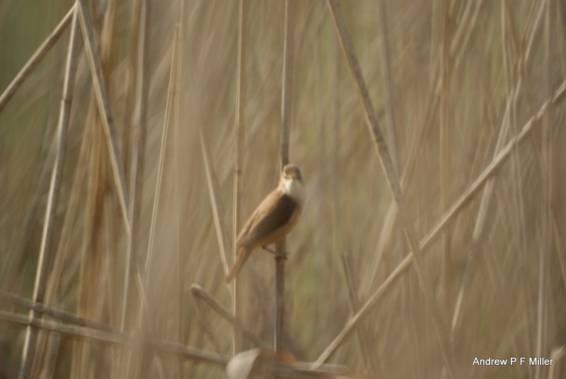 Reed Warbler