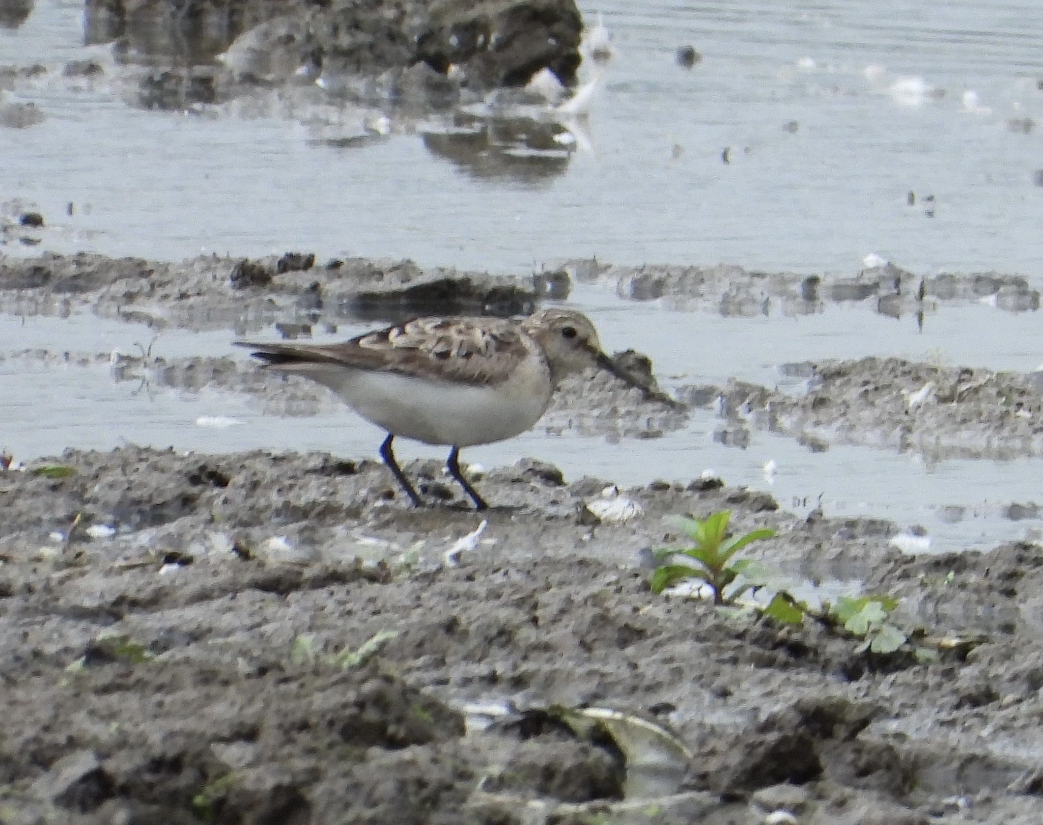 Baird's Sandpiper