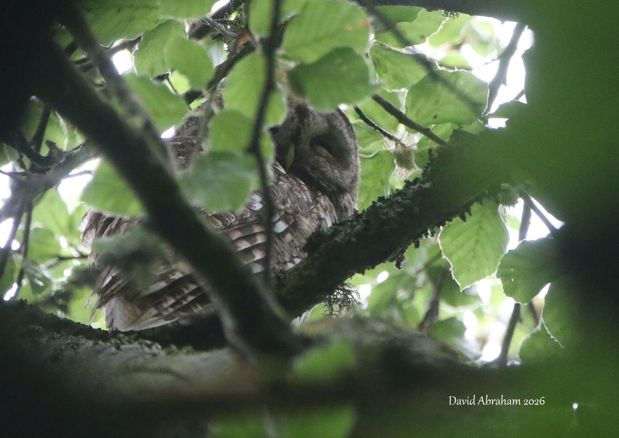 Tawny Owl 