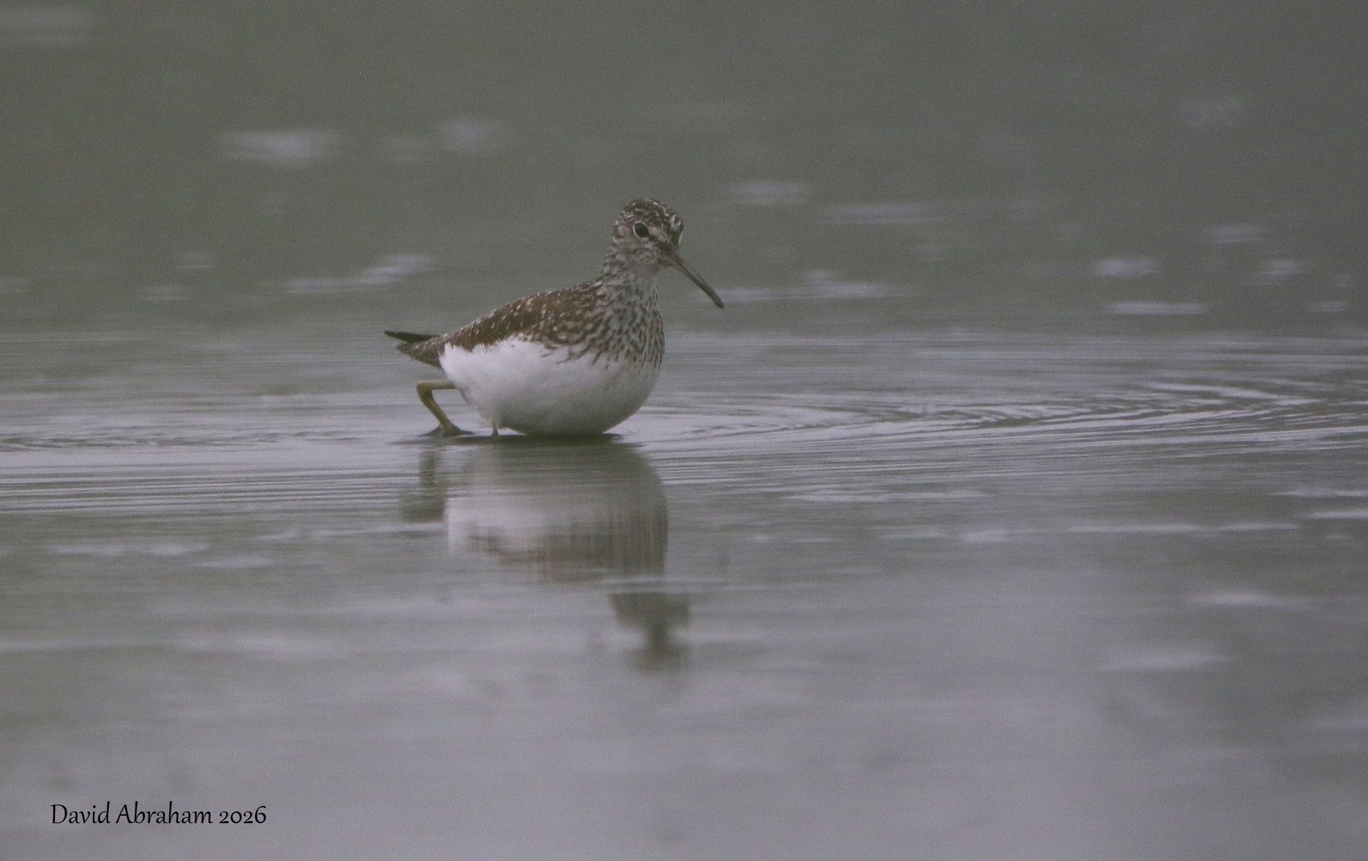 Green Sandpiper 