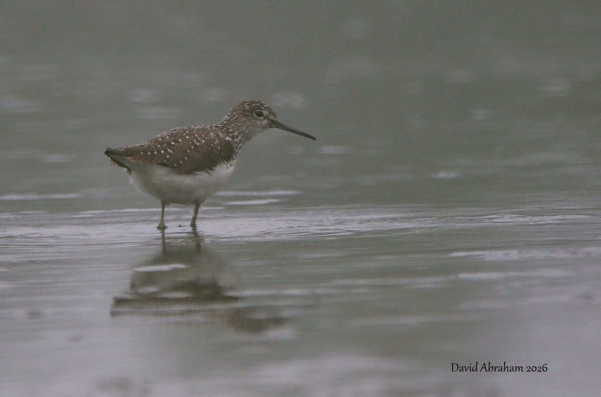 Green Sandpiper 