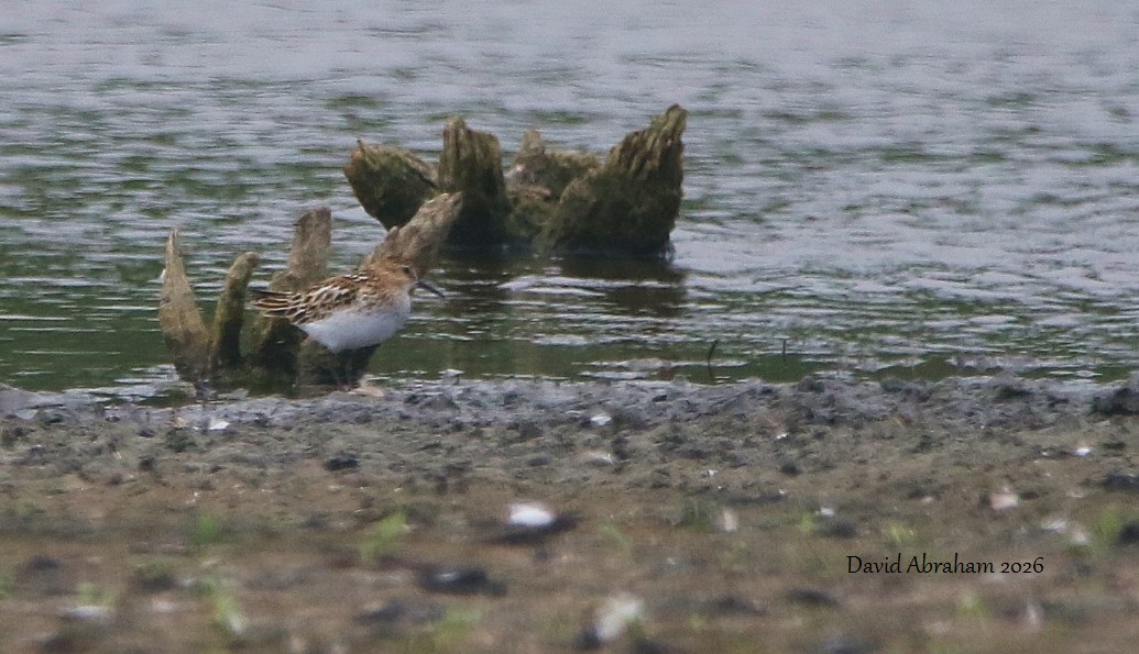 Litte Stint