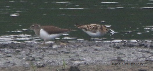 Little Stint