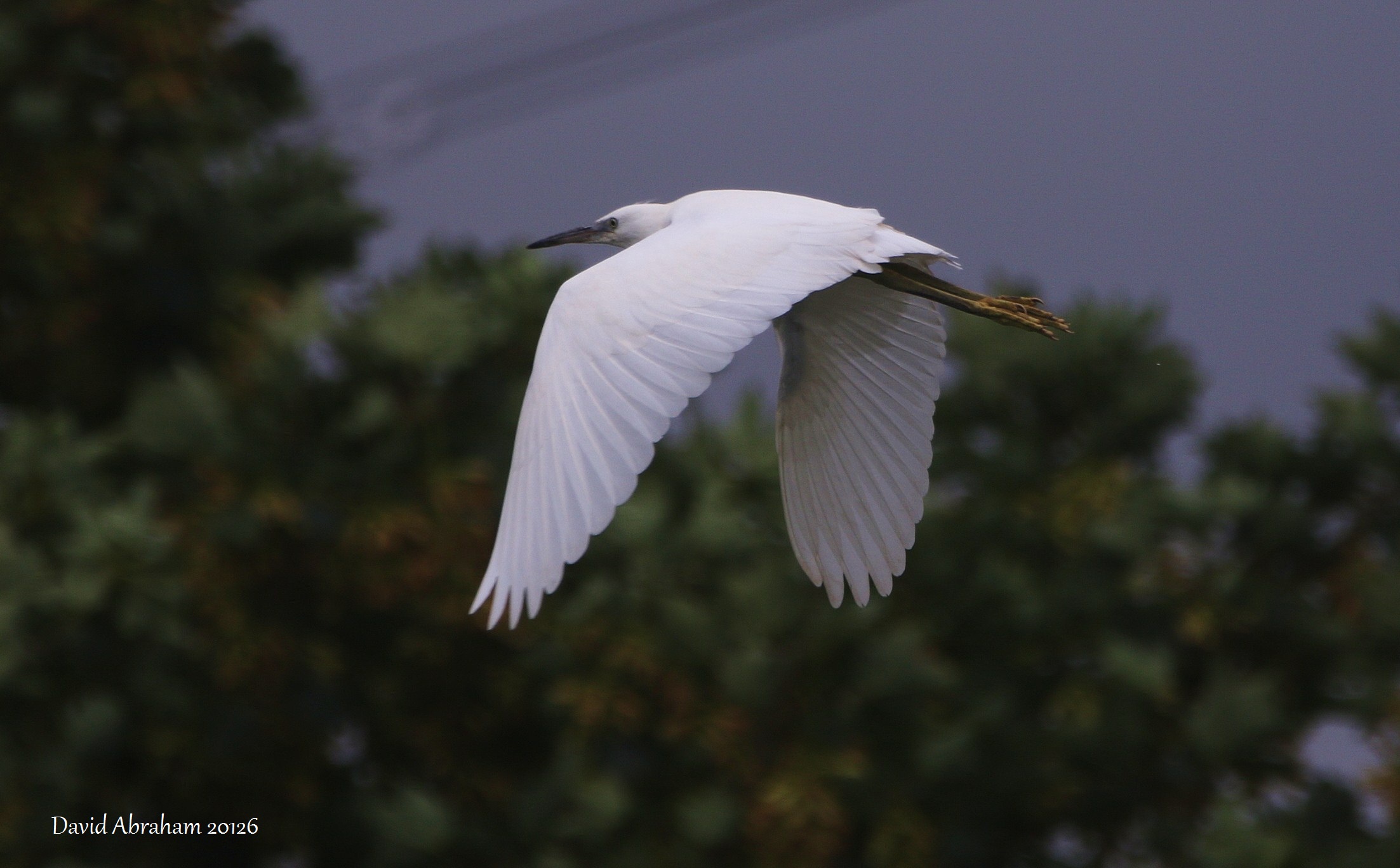 Little Egret