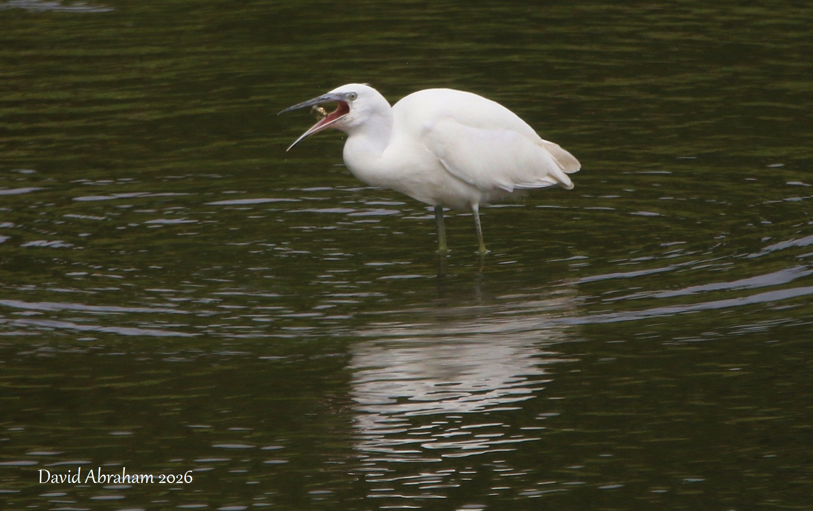 Little Egret 